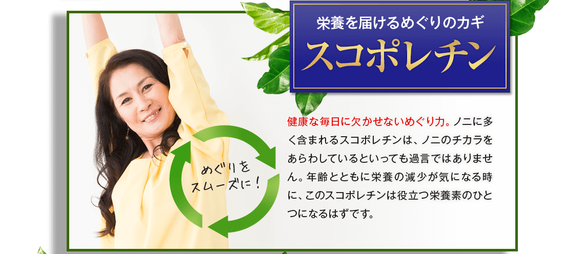 �X�R�|���`��